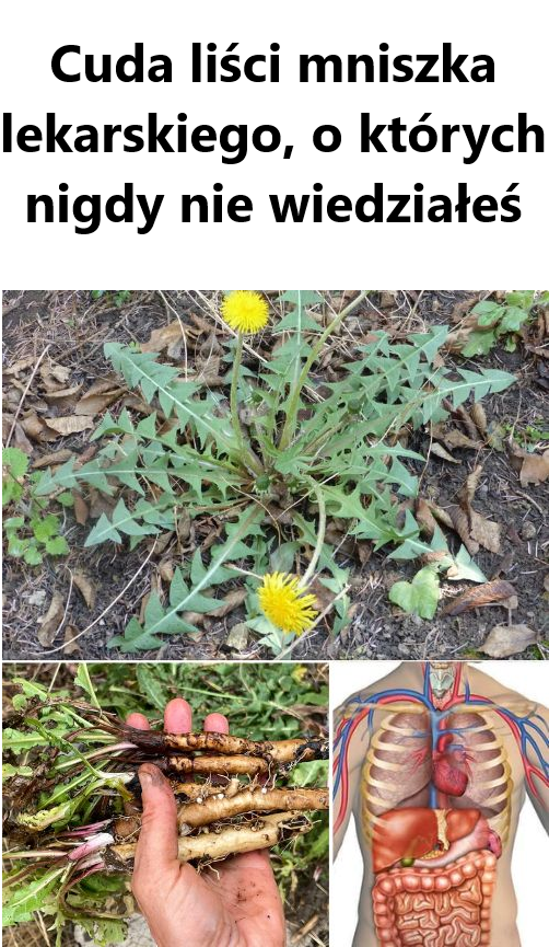 Cuda liści mniszka lekarskiego, o których nigdy nie wiedziałeś