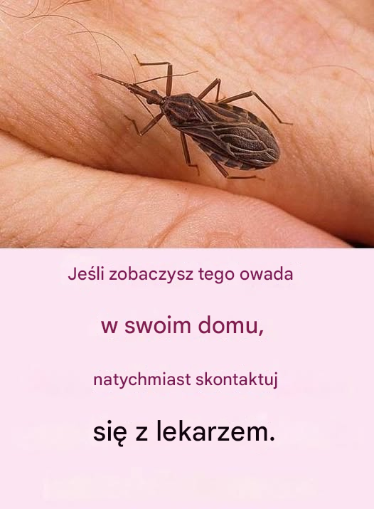 Ten mało znany owad jest bardzo niebezpieczny, nigdy się do niego nie zbliżaj!