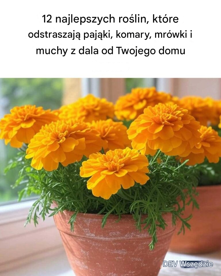 12 najlepszych roślin, które odstraszą pająki, komary, mrówki i muchy od Twojego domu