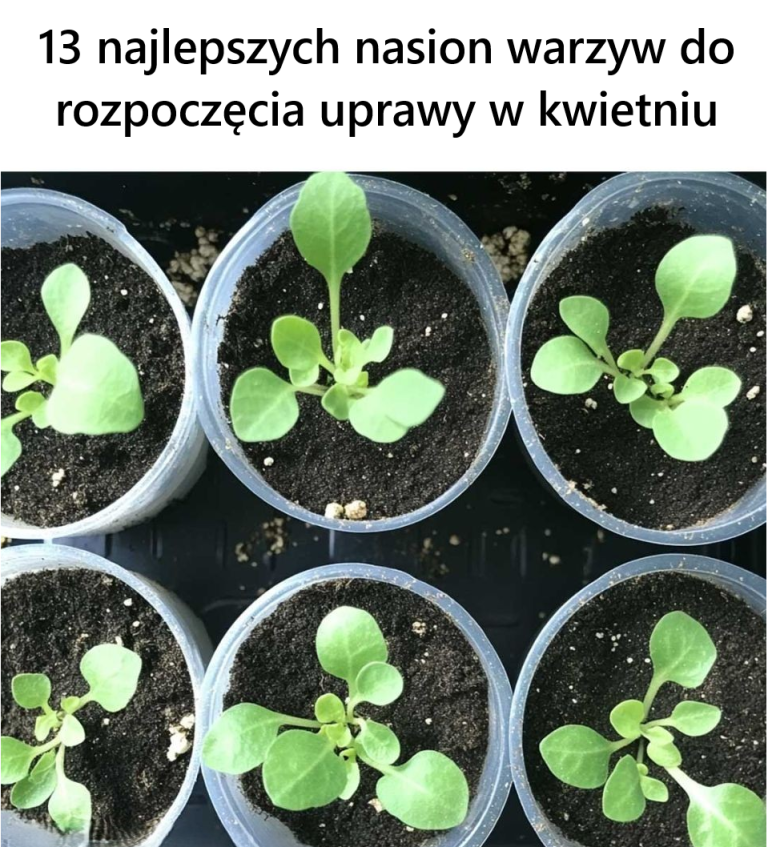 13 najlepszych nasion warzyw do rozpoczęcia uprawy w kwietniu