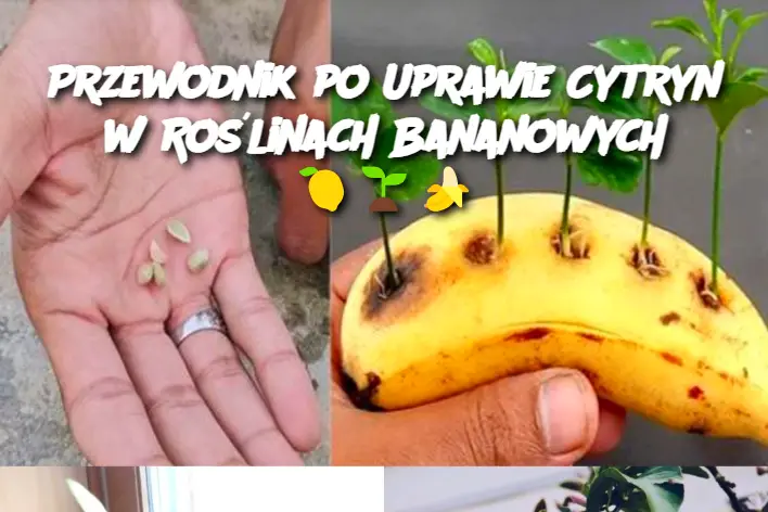 Przewodnik po Uprawie Cytryn w Roślinach Bananowych