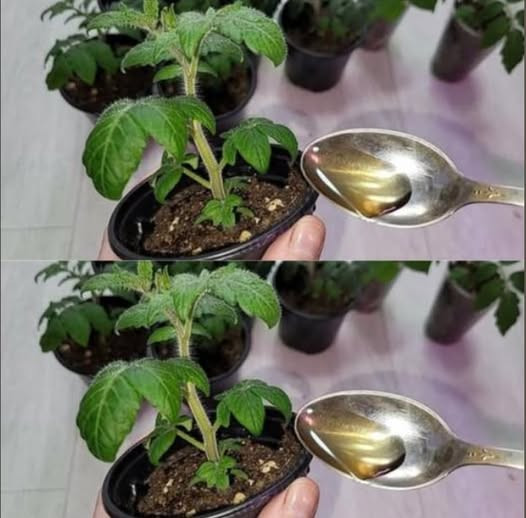 Domowy Eliksir Wzrostu dla Roślin – Naturalny Sposób na Silne i Zdrowe Sadzonki