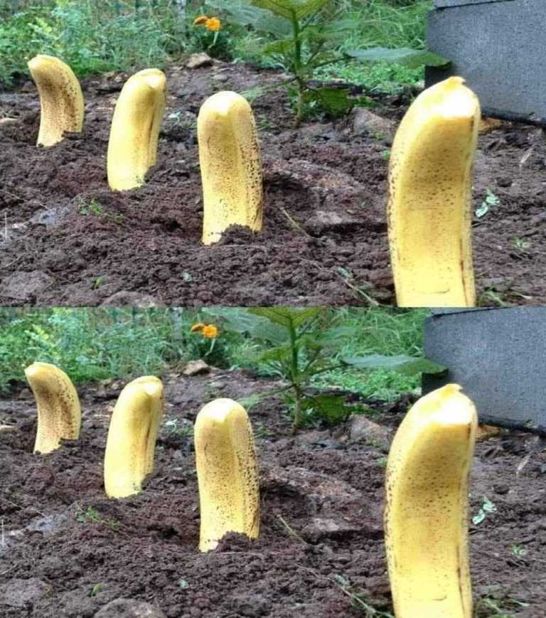 Zakop Banana w Ogrodzie – Naturalny Nawóz, Który Zdziała Cuda w Tydzień