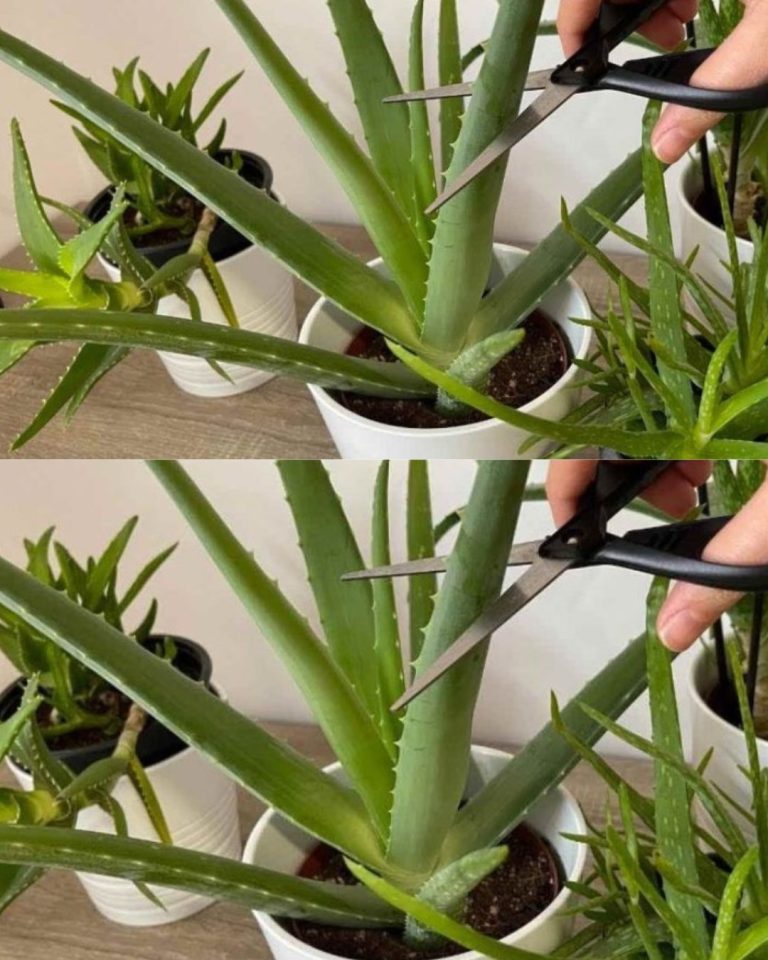 8 typowych błędów w pielęgnacji roślin Aloe Vera