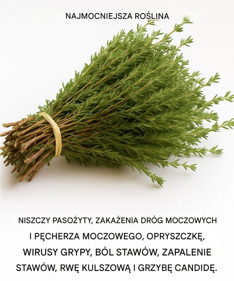 Oregano: Mały, ale Potężny Uzdrowiciel Natury