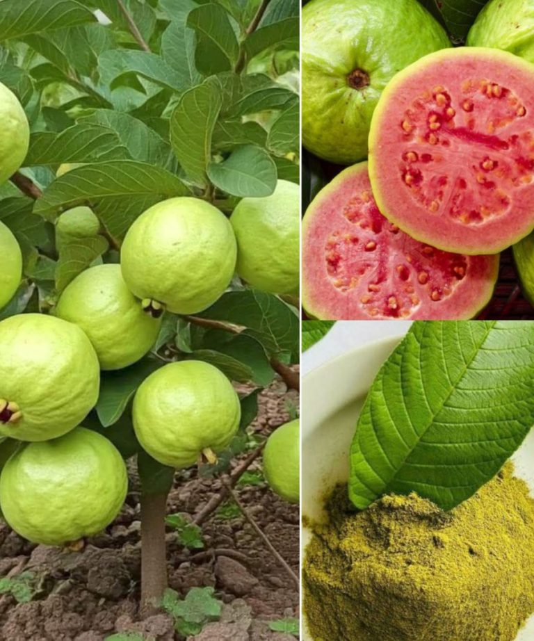 🍈 5 Common Mistakes When Eating Guava—and How to Avoid Them for Maximum Benefits