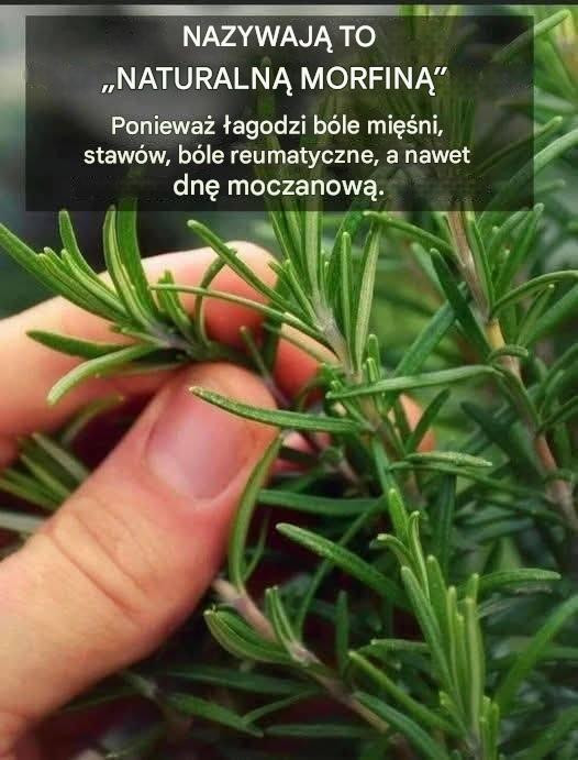 Mleko w roślinach, wszyscy wlewają je do ogrodu | Skład rolników jest naprawdę wyjątkowy